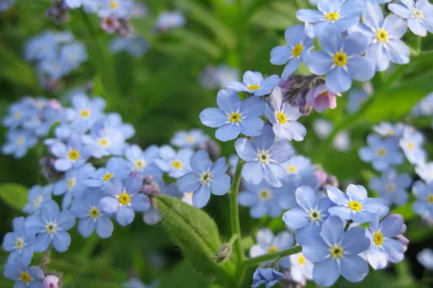 Альпійська садова Альпійська садова
