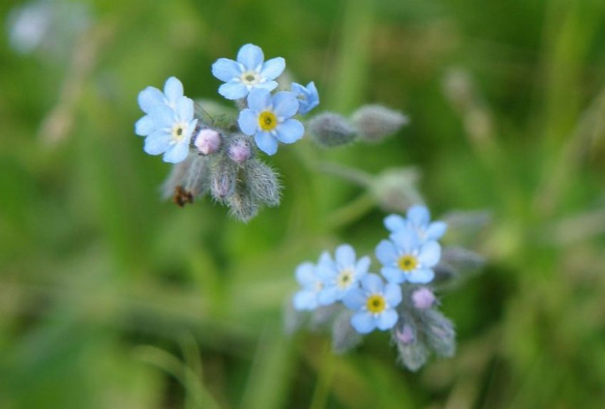 Дубравна Дубравна