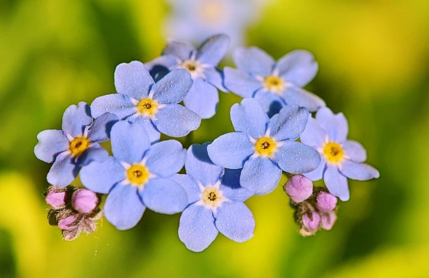 Польовий Польовий