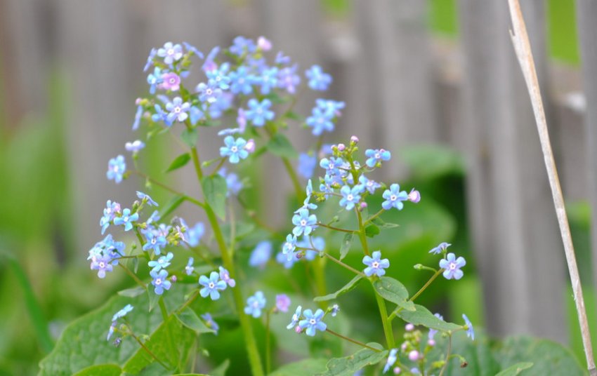 Незабудка Крилова Незабудка Крилова
