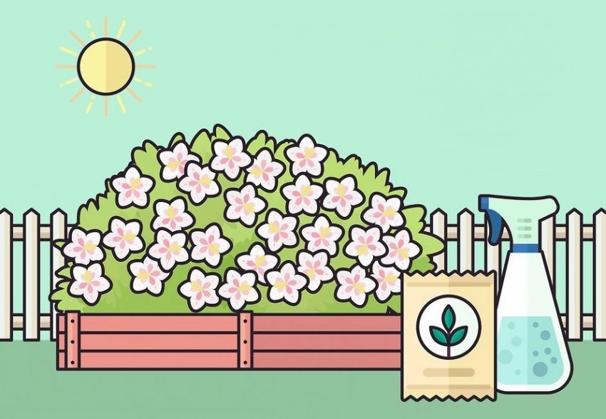 Підживлення Вейгели Підживлення Вейгели