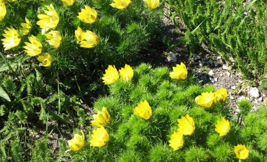 Весняний горицвет