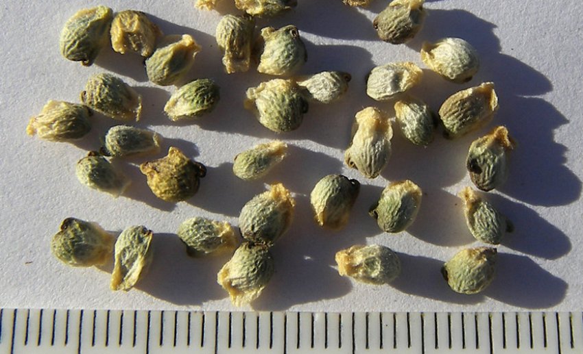 Насіння адоніса