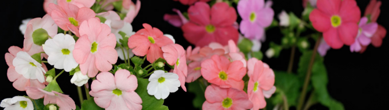 Опис та вирощування примули Обконіка