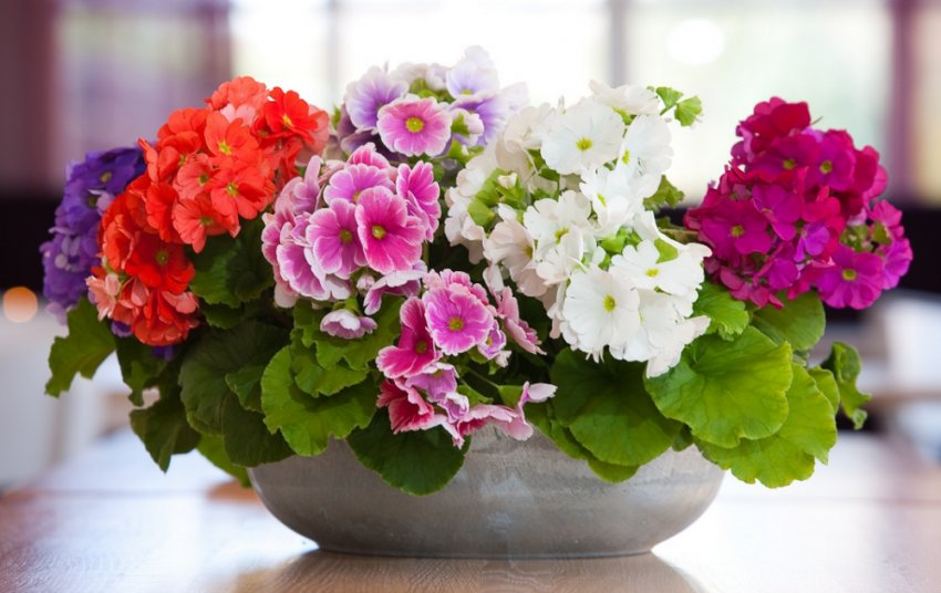 Примула Обконіка