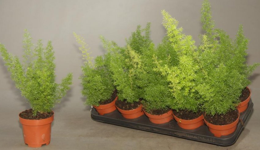 Аспарагус Мейера