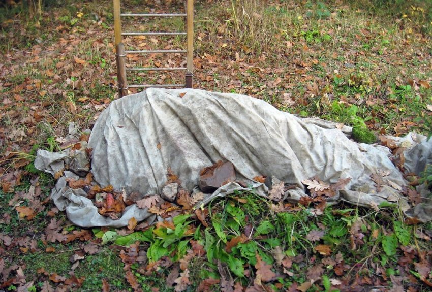 Укриття Вейгели на зиму Укриття Вейгели на зиму