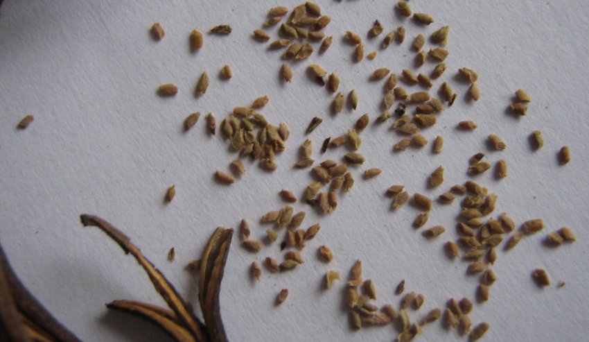 Семена Вейгели Семена Вейгели