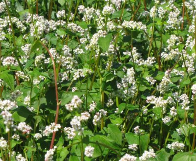 Гречка як сидерат