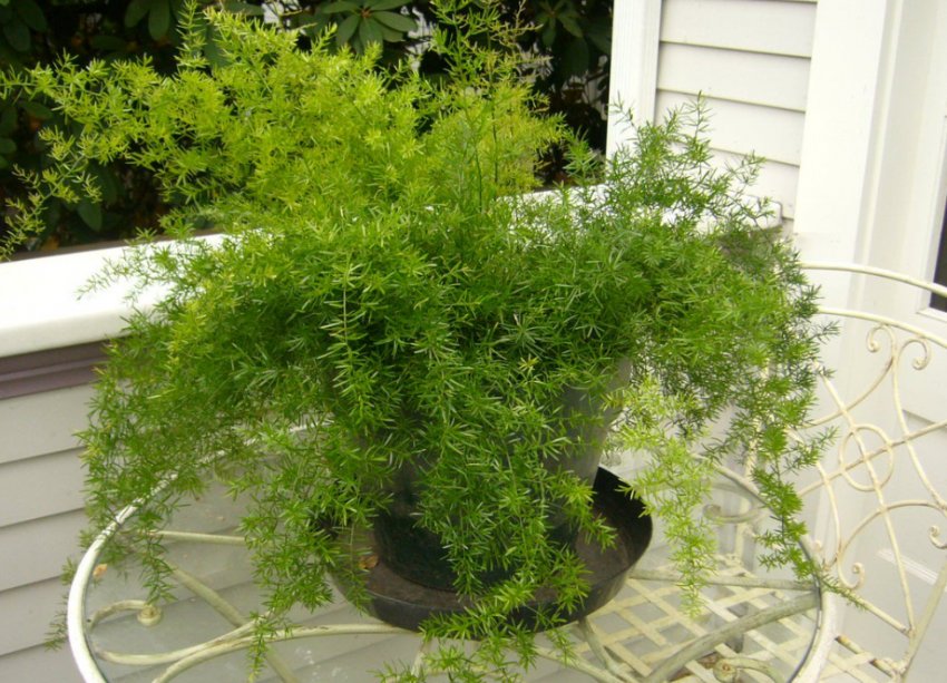 Аспарагус Мейера