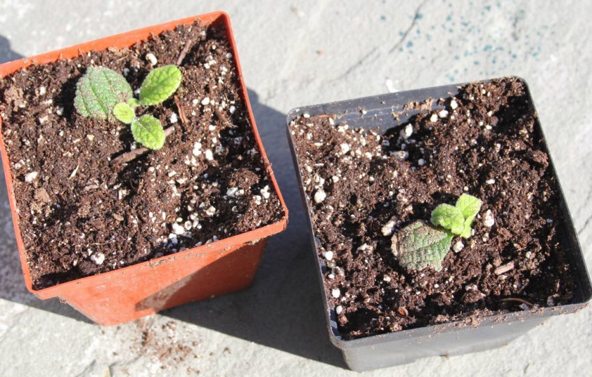 Висходи примули