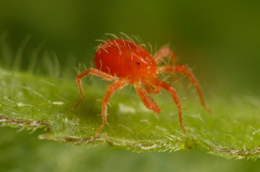 Павутинний кліщ