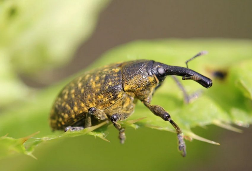 Довгоносик