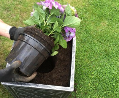 Особливості посадки гортензії у відкрите ґрунт