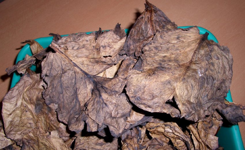 Висохша листва бадана