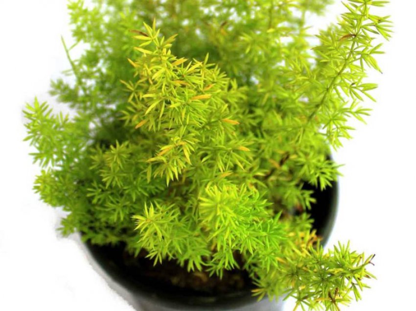 Аспарагус Мейера