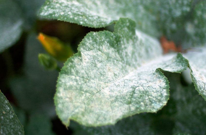 Мучниста роса