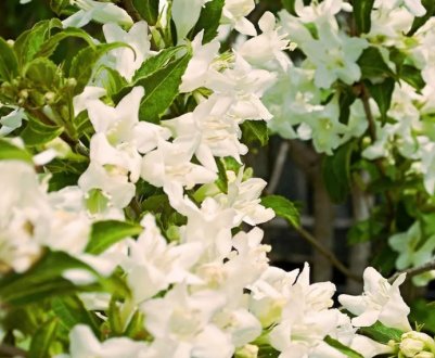 Сорти білої вейгелії, їх посадка та догляд