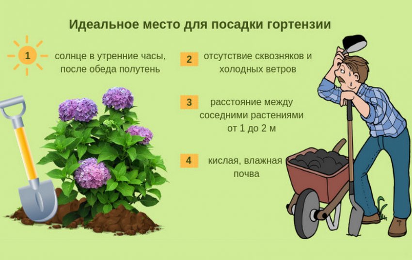 что положить в лунку при посадке гортензии древовидной