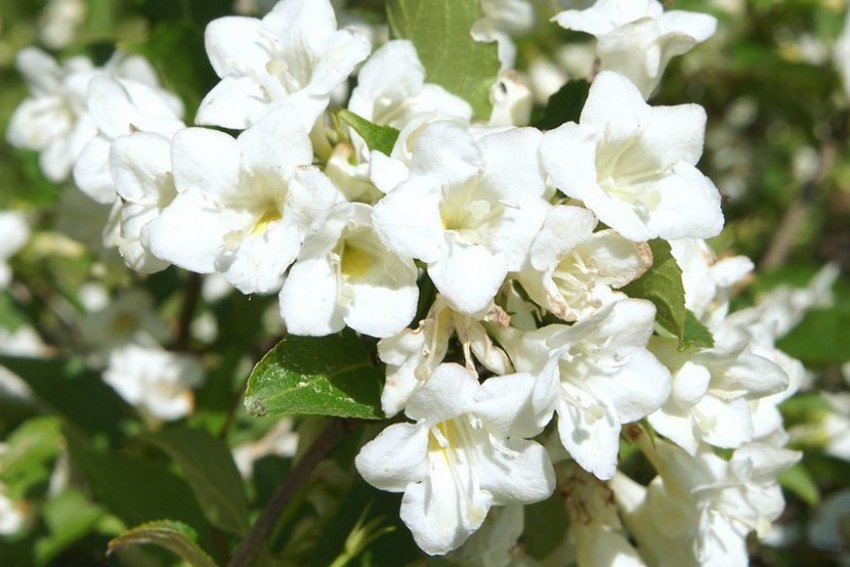 Кандида Кандида