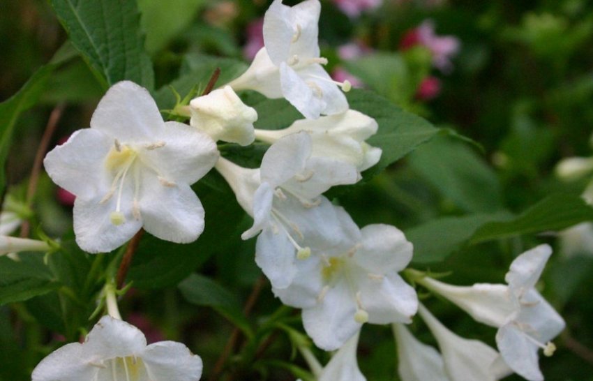 Бристоль Сноуфлейк Бристоль Сноуфлейк