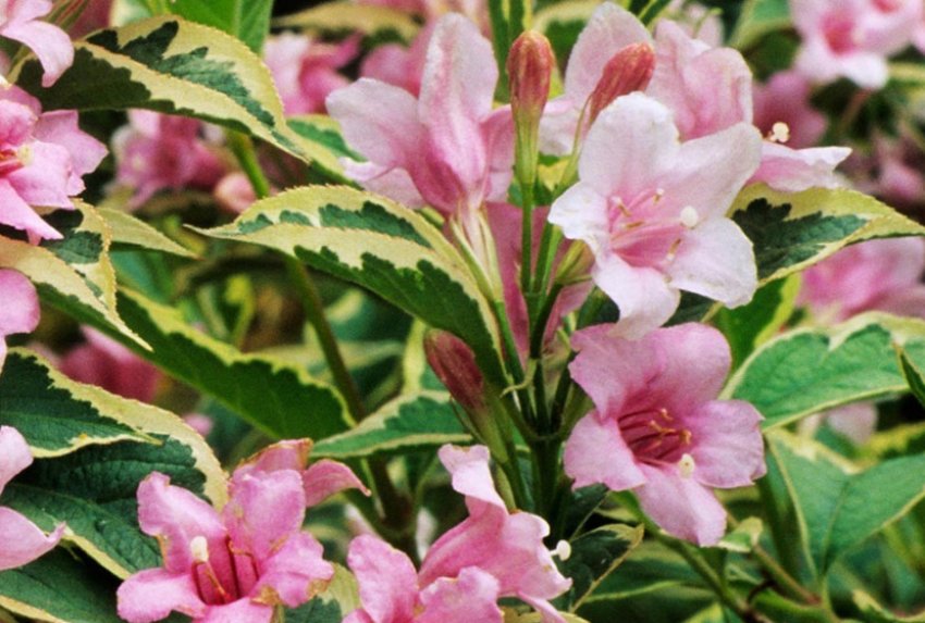 Нана Вариегата Нана Вариегата