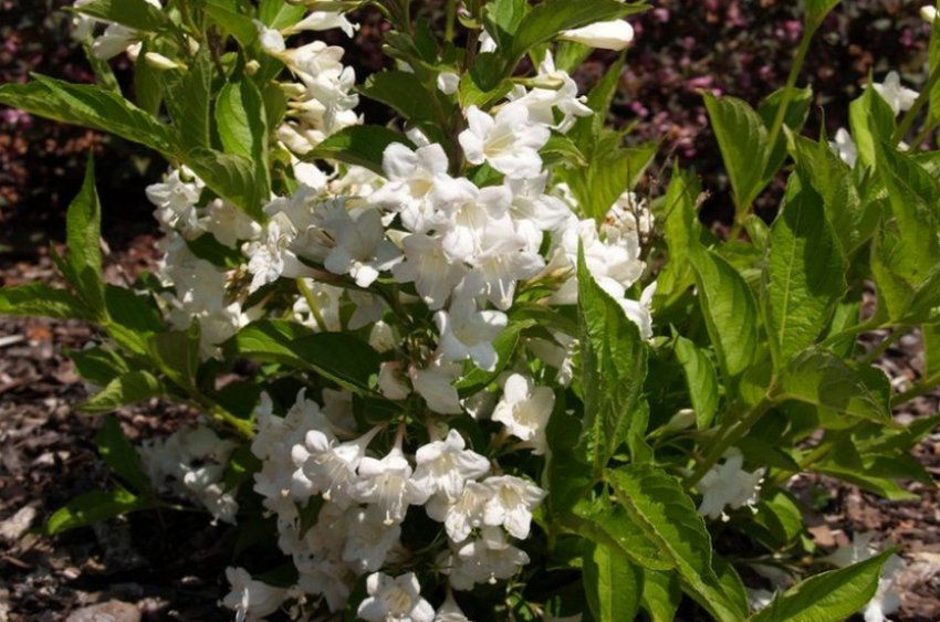 Кущ вейгели Кущ вейгели