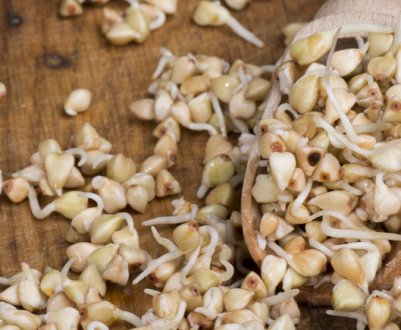 Чим корисна пророщена зелена пророщена гречка для організму людини