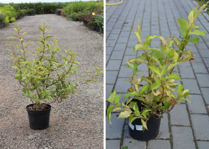 Саджанці вейгели Саджанці вейгели