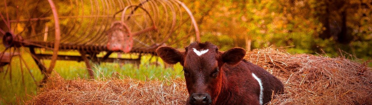 Бронхопневмонія у телят: симптоми та лікування