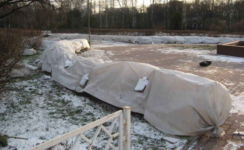 Укриття вейгели на зиму Укриття вейгели на зиму