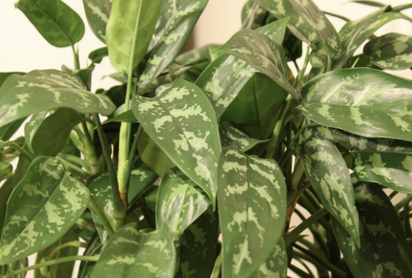 Аглаонема Марія Аглаонема Марія