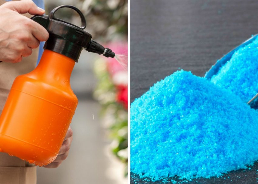 Оприскування розчином мідного купоросу