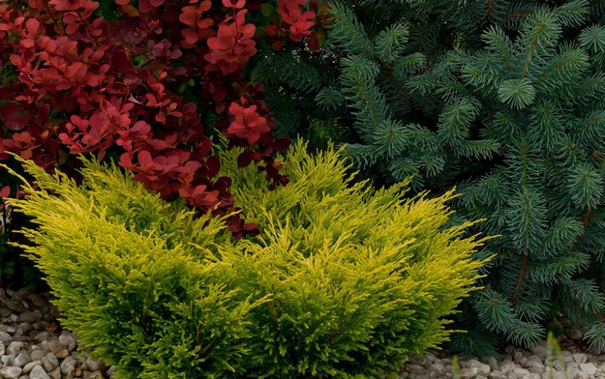 Можжевельник Лайм Глоу в ландшафтному дизайні
