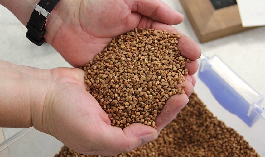 Гречка Гречка