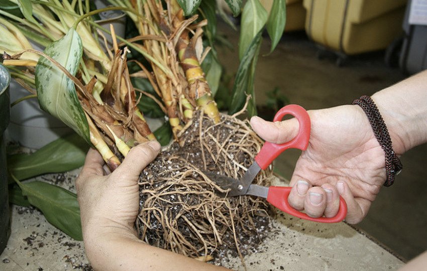 Розмноження поділом куща Розмноження поділом куща