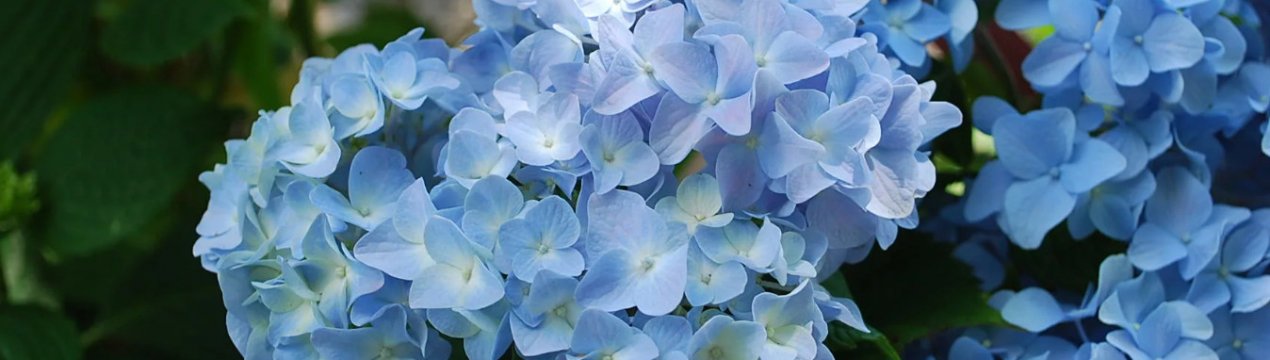 Посадка и уход за крупнолистной гортензией Никко Блю