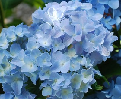 Посадка и уход за крупнолистной гортензией Никко Блю