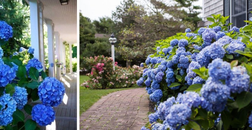 Гортензией Никко Блю в ландшафтном дизайне Гортензией Никко Блю в ландшафтном дизайне