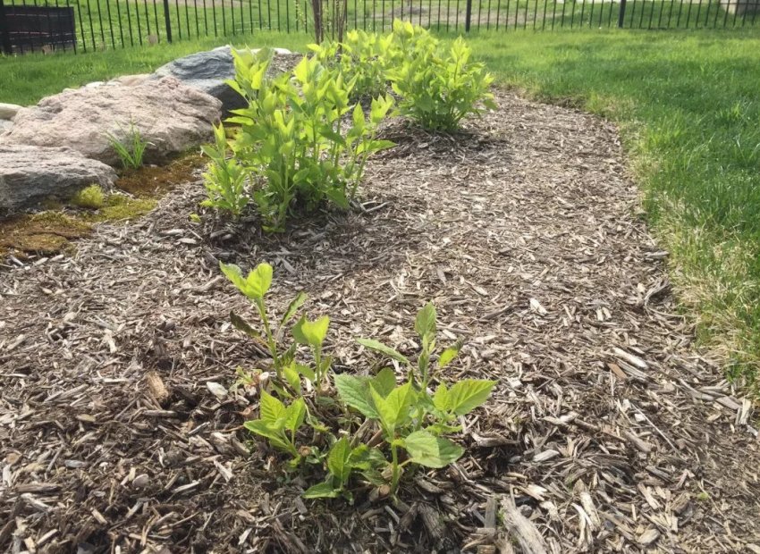 Мульчирование гортензии Мульчирование гортензии