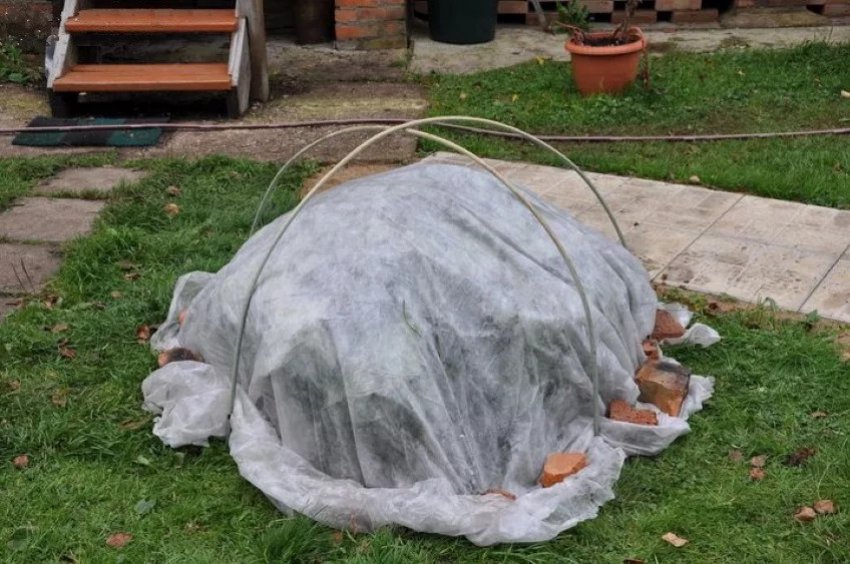 Укрытие гортензии на зиму Укрытие гортензии на зиму