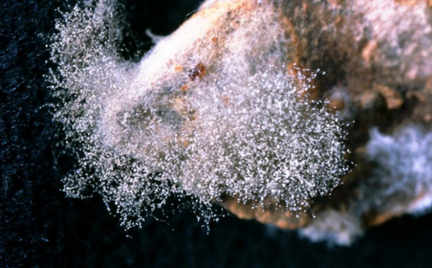 Серая гниль гортензии Серая гниль гортензии