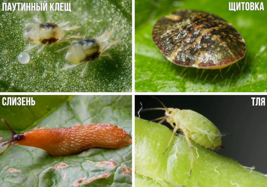 Вредители гортензии Вредители гортензии