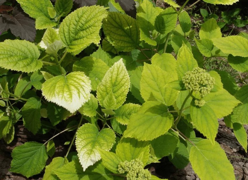 Пожелтение листьев гортензии Пожелтение листьев гортензии