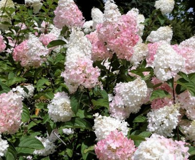 Усе про гортензію "Саммер Лав"