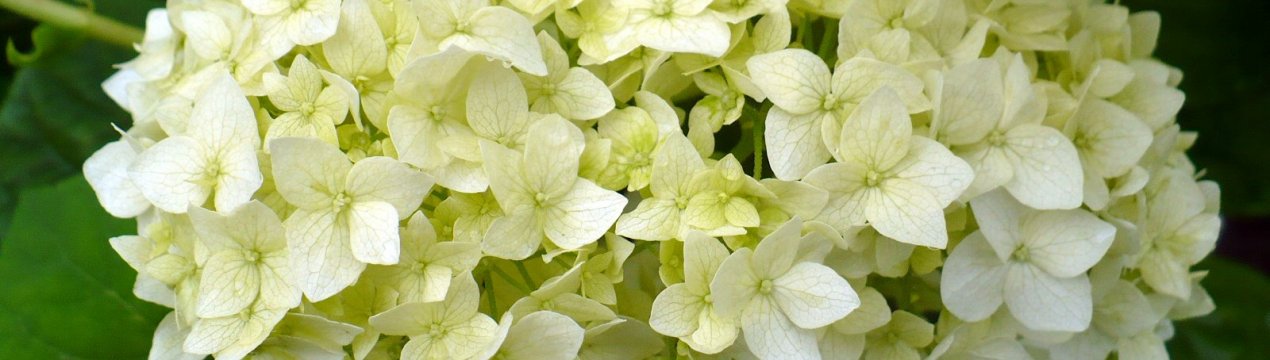 Опис та особливості гортензії сорту Стеріліс