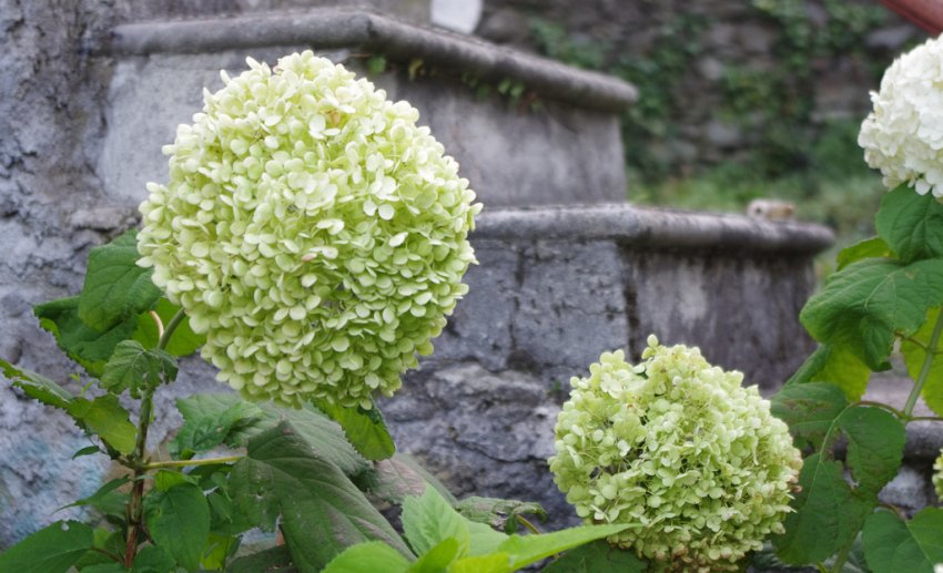 Гортензія Стерилис Гортензія Стерилис