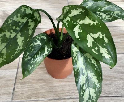 Аглаонема Марія: опис і догляд в домашніх умовах