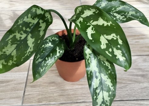 Аглаонема Марія: опис і догляд в домашніх умовах