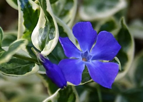 Барвінoк великий Варіегата